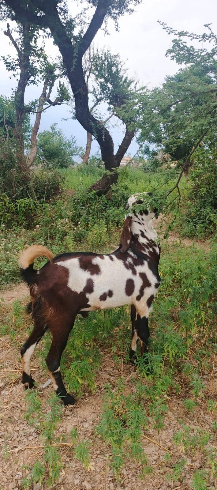 bakra 1
