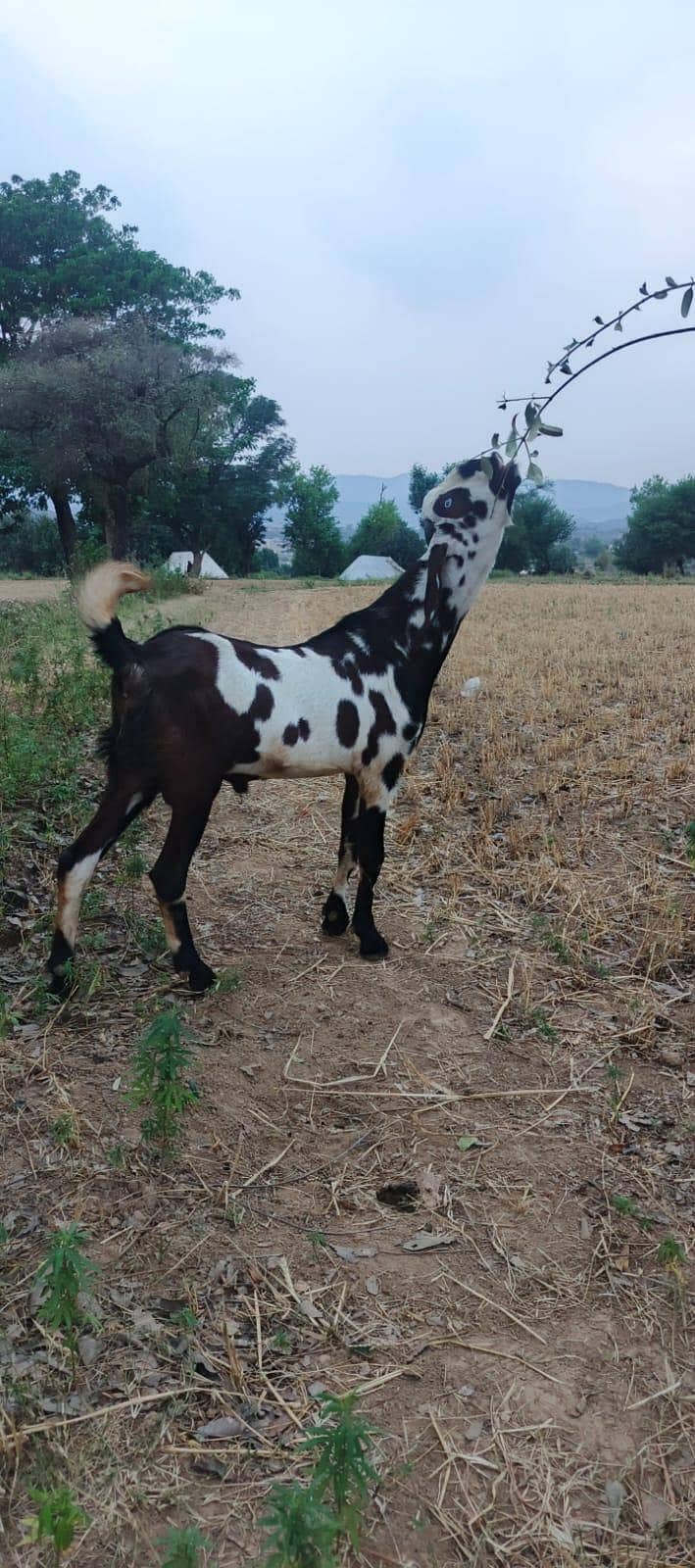 bakra 2