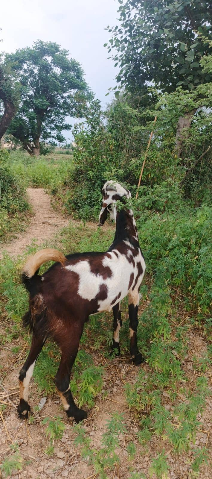 bakra 3