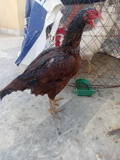 mianwali breed gud quailtyy