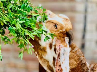 Achi qwalti bkra qurbani  ky liya bhtreen beetl Gujarati