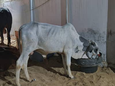 2 dant bachra