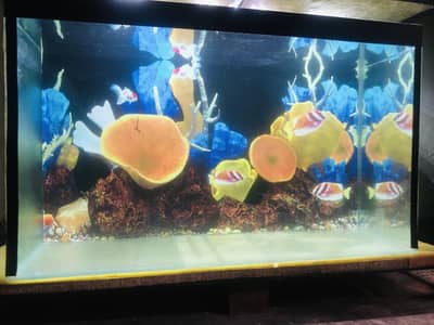 2.6 feet aquarium > Read add