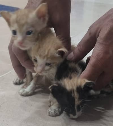 Three Kittens for Adoption