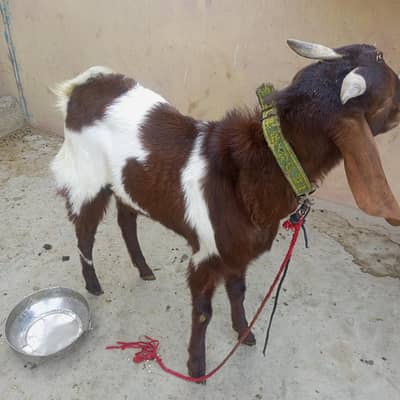 4 dant andu bkra