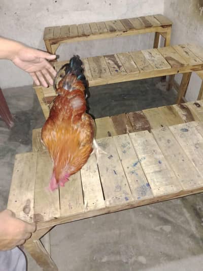 hen cook breeder  0.3. . 0.7. 5.8. 8.9. 5.7. 3