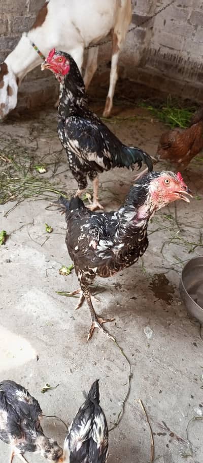 aseel hens