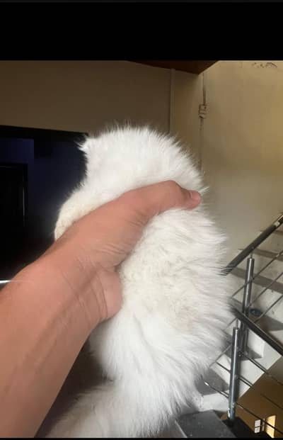 parshion punch face  fully triple cot kitten cat male