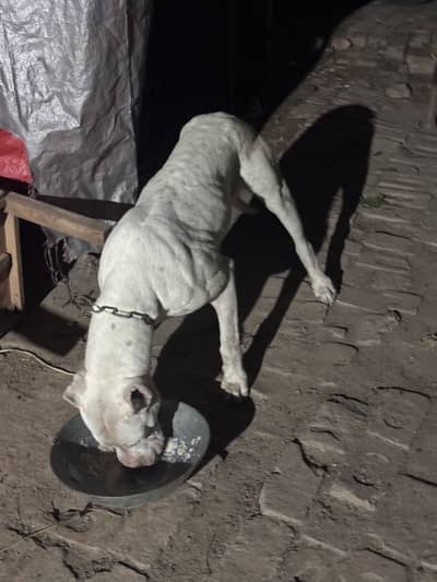 dogo x pitbul