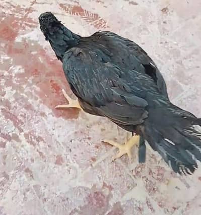 Jet black pure aseel with 3 chicks