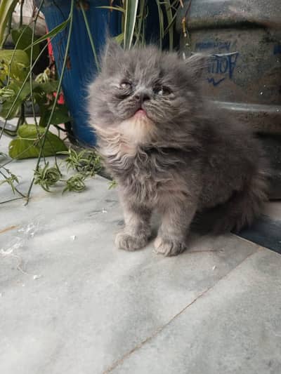 grey persian triple coat female cat for sale