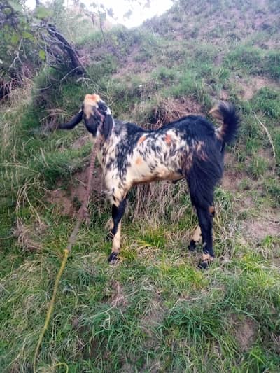 Bakra