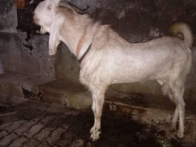 Breeder bakra 0323 8414628