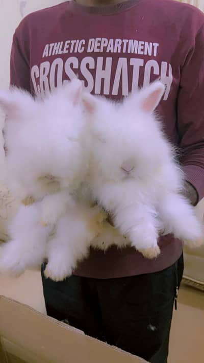 Angora imported rabbits