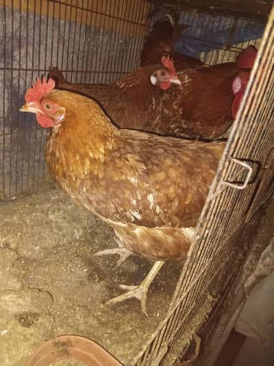 fresh hens for laying eggs