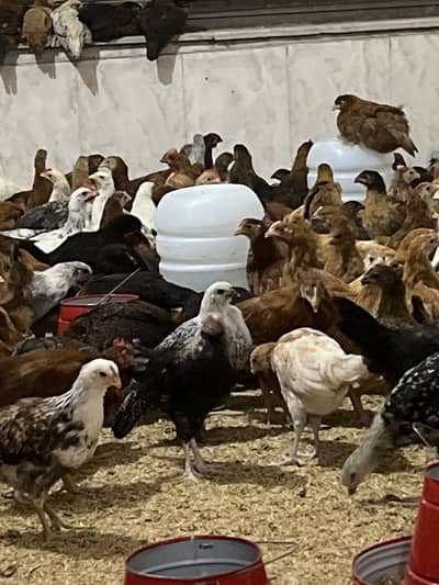 !GOLDEN MISRI HENS 600 GRAM LIMITED STOCK!