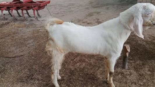 healthy and fresh bakra for eid