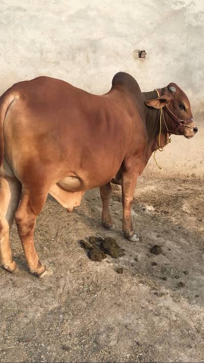 Qurbani bail