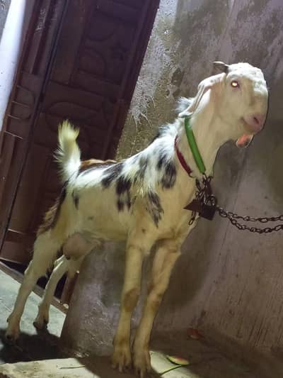 barka for sale do dant healty barka hy