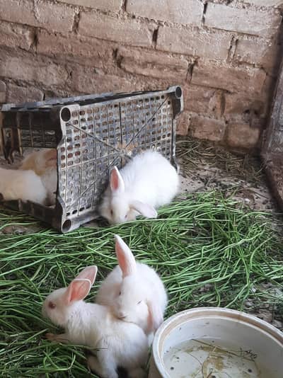 Holland lop