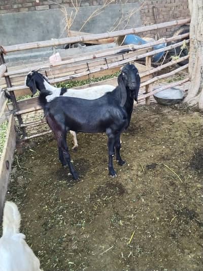 donda bakra