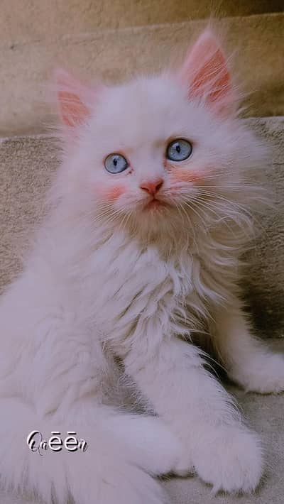 pure Persian male cat triple coat