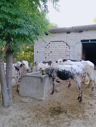 2 daant 5 bulls/Wacha/qurbani kay bachry/Qurbani ka janwar/03125173572