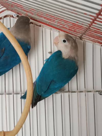 lovebirds aka fishers