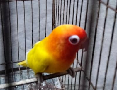 Latino Love Bird Female for Sale