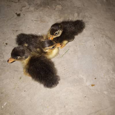 duck baby for sale 3 piece