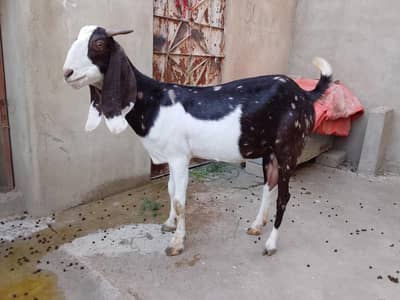 Kamoori Bakri / Nar bacha