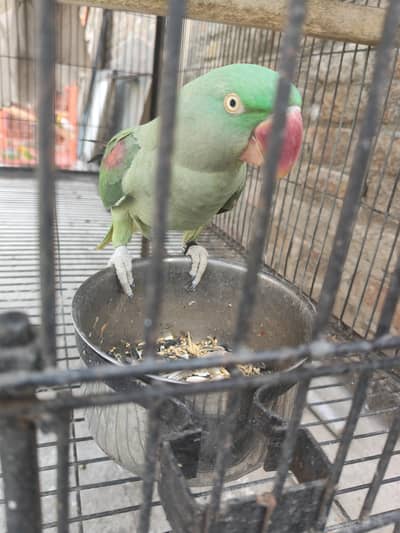 raw parrot pair hand tame