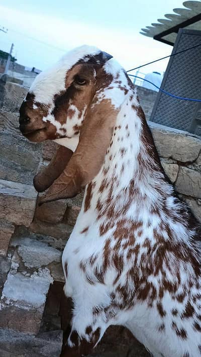 Beetal Goat for Qurbani 2026