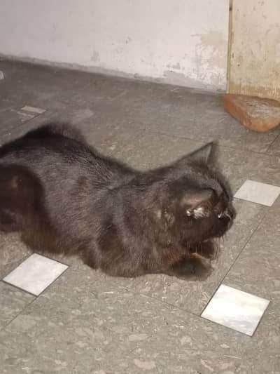 black Cat