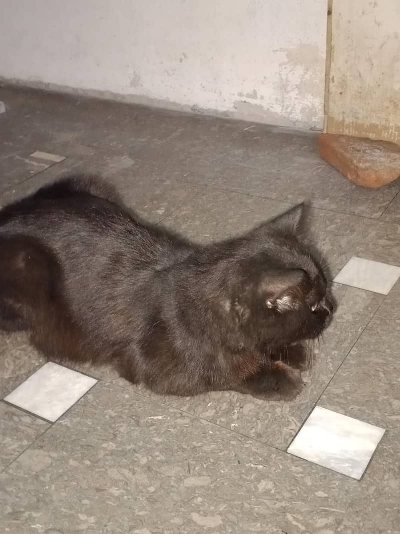 black Cat 0
