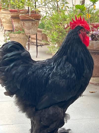heavy buff fancy chicks