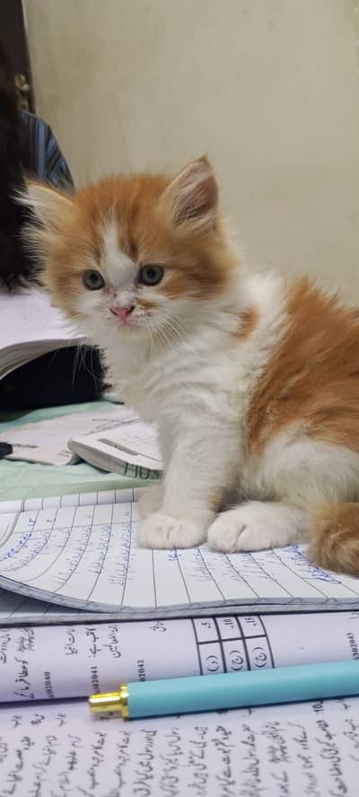 Bicolor kitten available