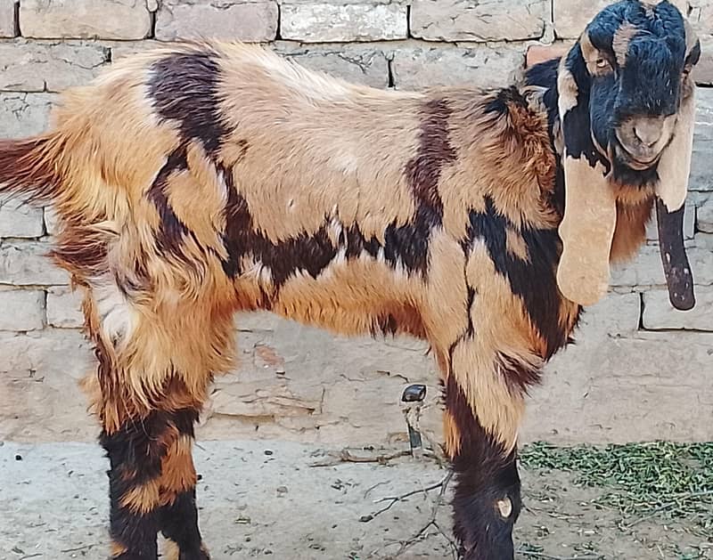 bakra sell 0