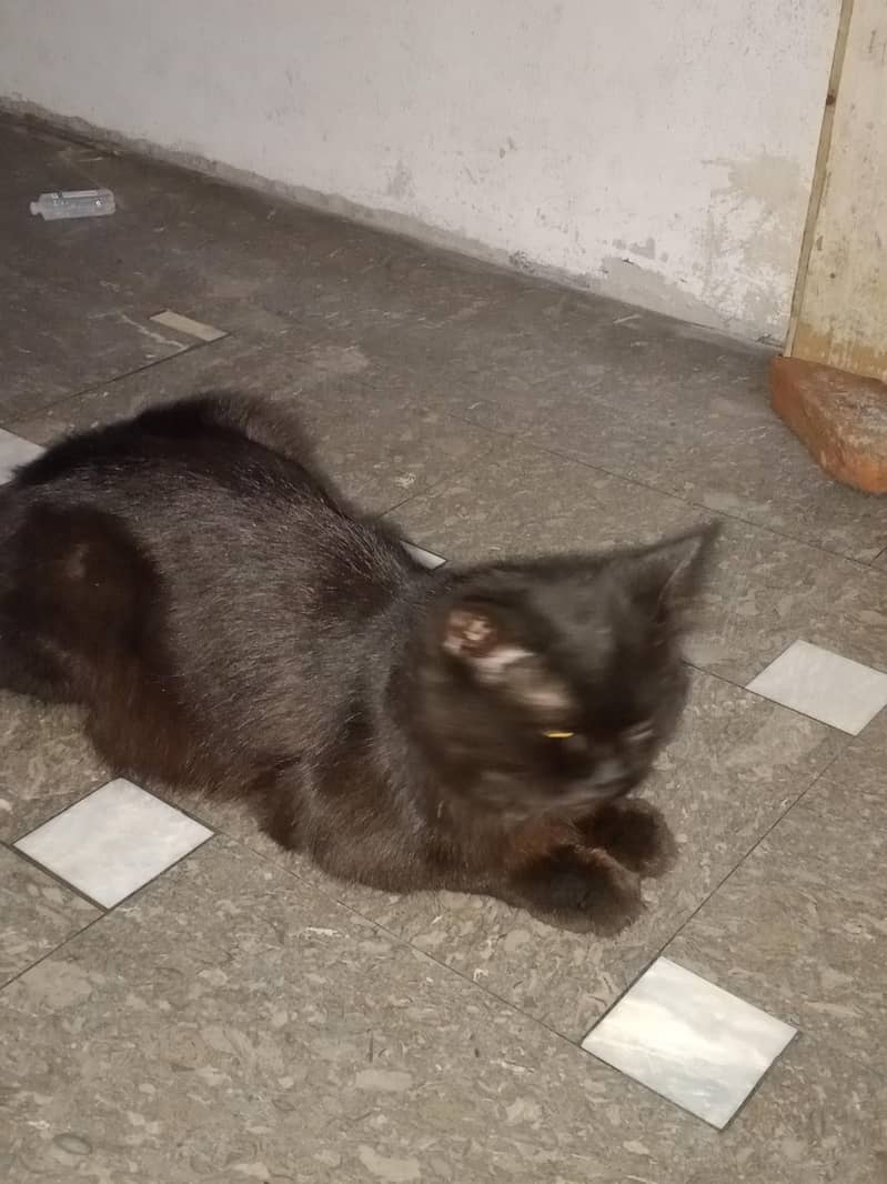 black Cat 1