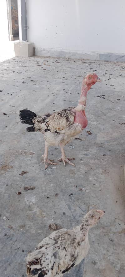 3 aseel hens