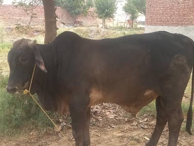 Beautiful washa