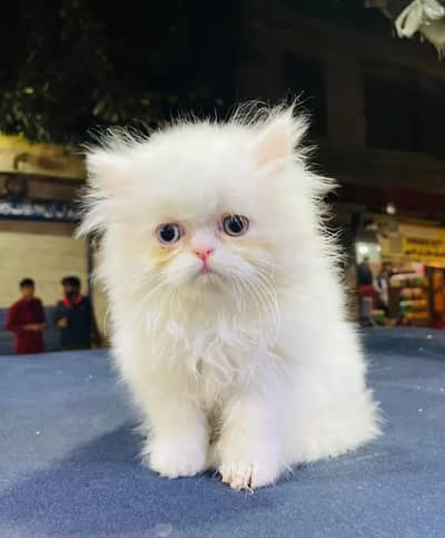 Persian cat for sale my WhatsApp number  03703659905