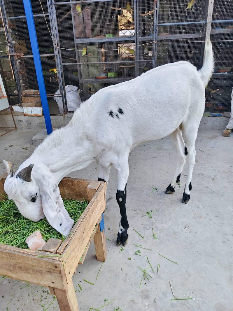 دیسی بکرہ دو دانت 1