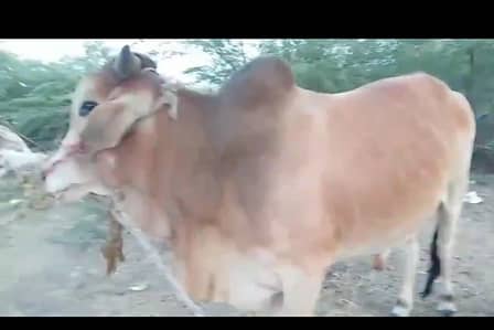 2 danat he location hub chowki ger ka he