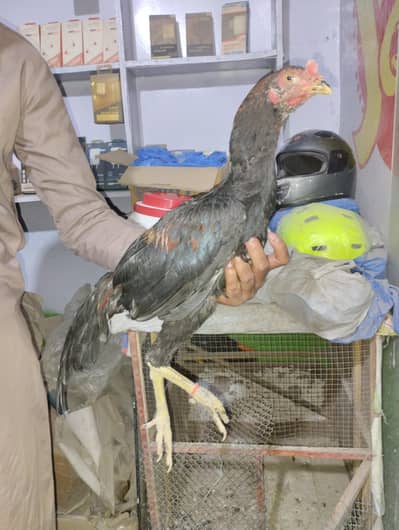 urgent sale pure burmi pakoya patha