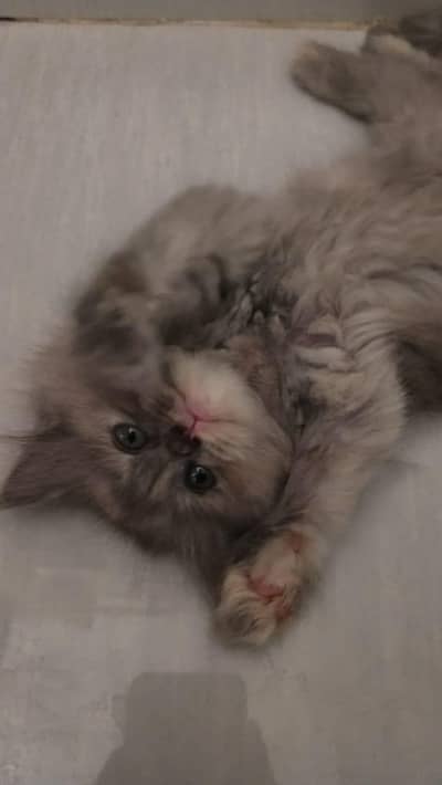 persian kitten  blue ayes