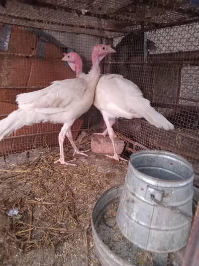 White Turkey Pair