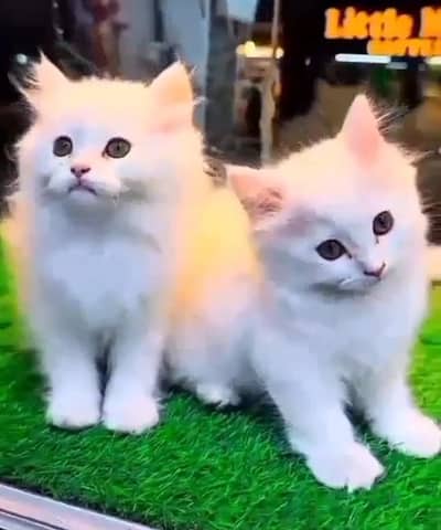 Persian cat triple cod for sale,my WhatsApp 03464644037