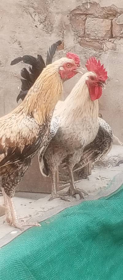 Golden Misri Murgha  contact 03074774346