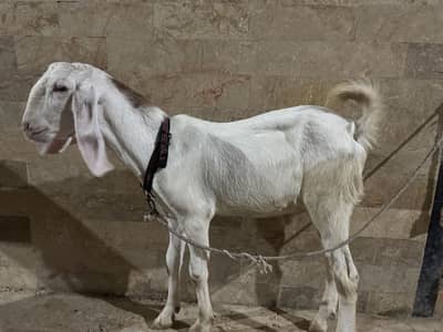 Bakra jori for sale